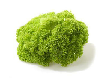 Buy Lollo Bionda Online