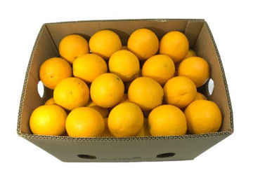 Buy Orange Valencia Box on Farzana.ae Buy Orange Valencia Box Online