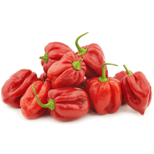 Buy Chili Habanero Red Online