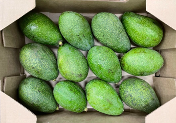 Buy Avocado Fuerte Box on Farzana.ae Buy Avocado Fuerte Box Online