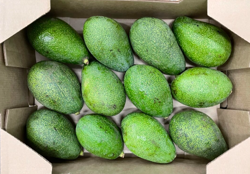 Buy Avocado Fuerte Box Online