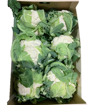 Buy Cauliflower Box on Farzana.ae Buy Cauliflower Box Online