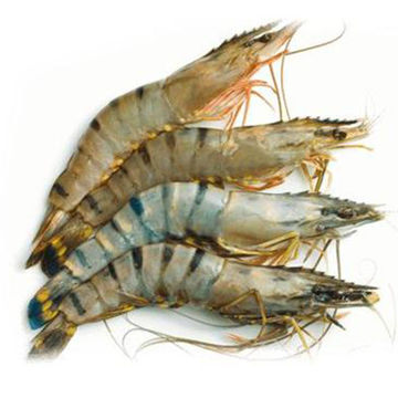 Show details for Black Tiger Prawns (Head on Jumbo) Picture of Black Tiger Prawns (Head on Jumbo)