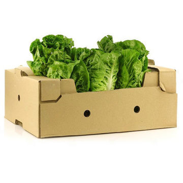 Buy Lettuce Romaine Box on Farzana.ae Buy Lettuce Romaine Box Online