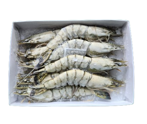 Picture of Black Tiger Prawns (U12)