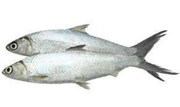 Show details for Frozen Milk Fish Whole Round (10kg) Picture of Frozen Milk Fish Whole Round (10kg)