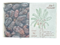 Picture of Nuwar Premium Safawi Dates 1kg